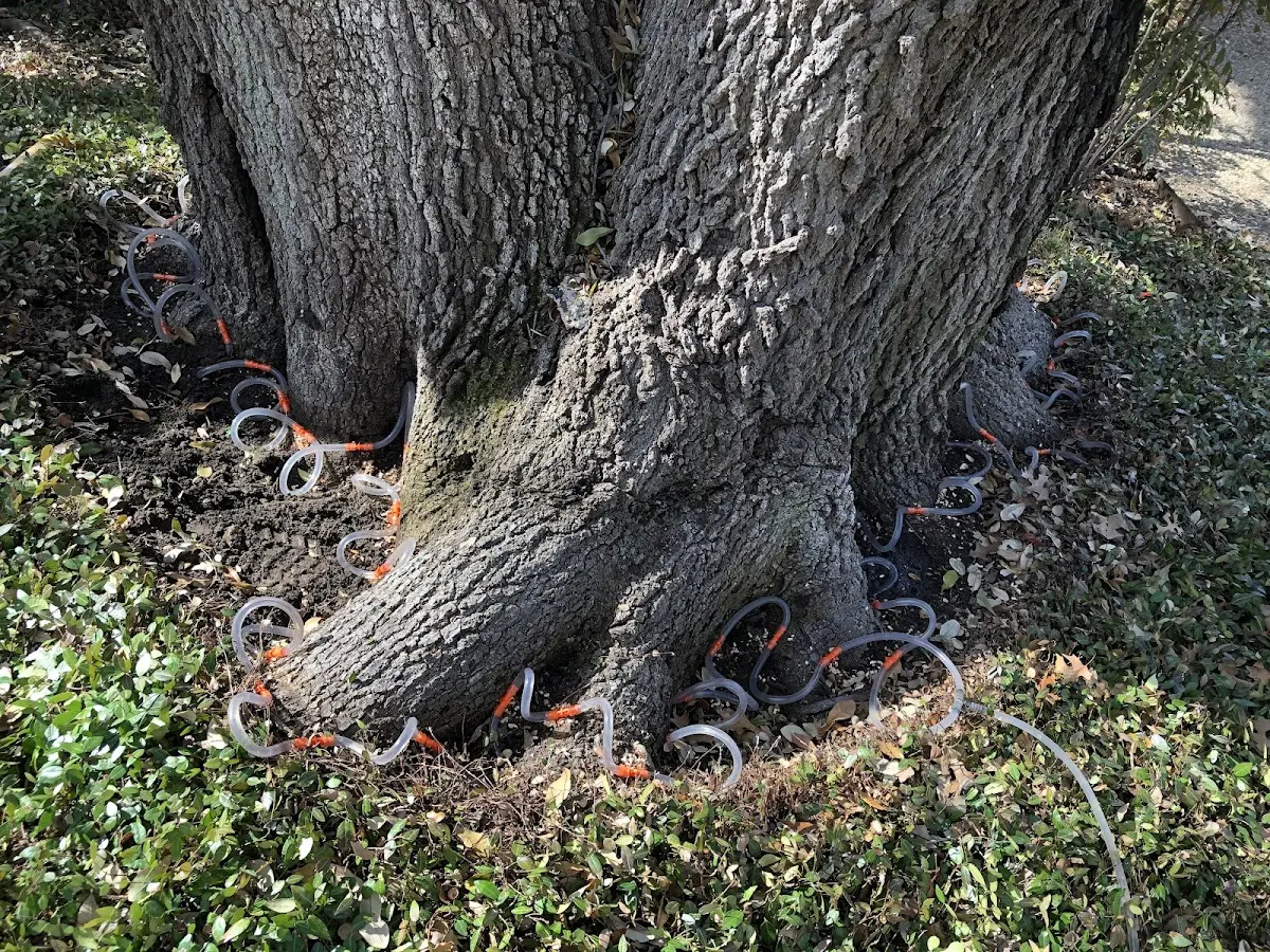 Detailed Tree Cabling and Bracing job site in Forgan